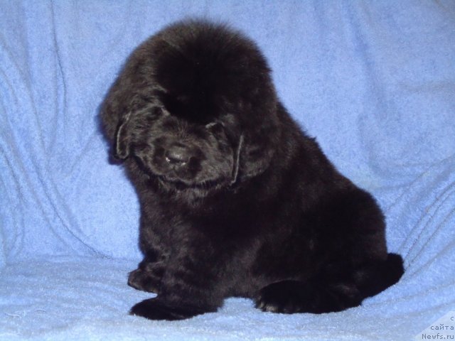 Фото: ньюфаундленд Уютная Долина Бассинда Гламур Лэйди