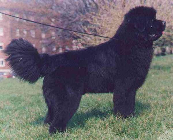 Фото: ньюфаундленд Daddy Manlio of Pow Wow