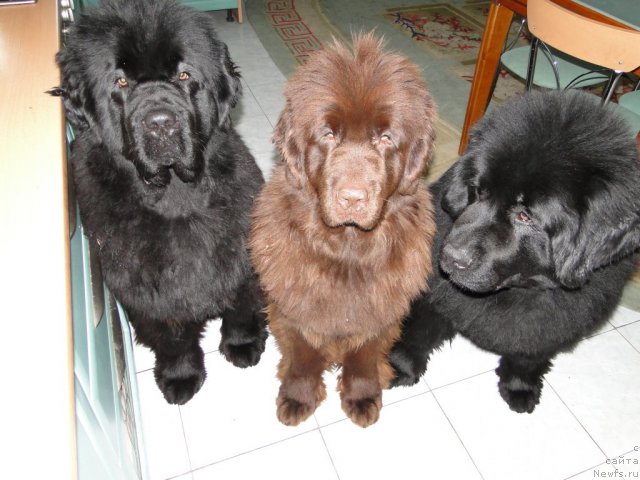 Фотография № 60000