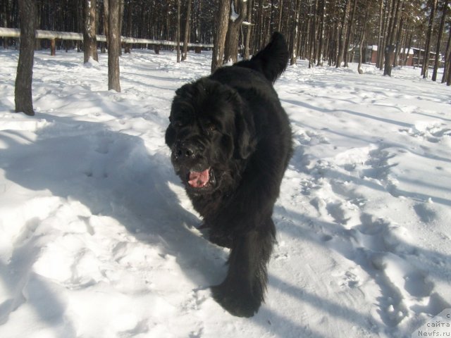 Фото: ньюфаундленд Ярада из Сибирской Глубинки (Yarada iz Sibirskoy Glubinki)