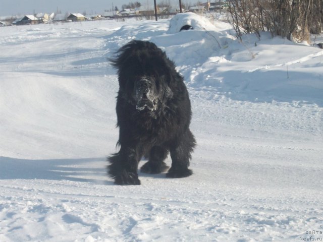 Фото: ньюфаундленд Карат из Медвежьего Яра (Karat iz Medvejyego Yara)