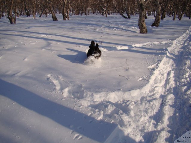 Фото: ньюфаундленд Сент Джонс Тендер Кисс оф Элли (Sent Djons Tender Kiss of Elly)