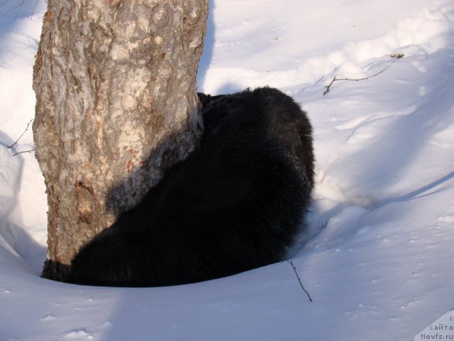 Фото: ньюфаундленд Сент Джонс Тендер Кисс оф Элли (Sent Djons Tender Kiss of Elly)