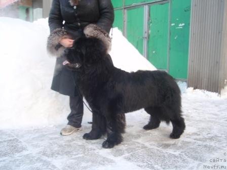 Фото: ньюфаундленд Ньюфорт Млечный Путь