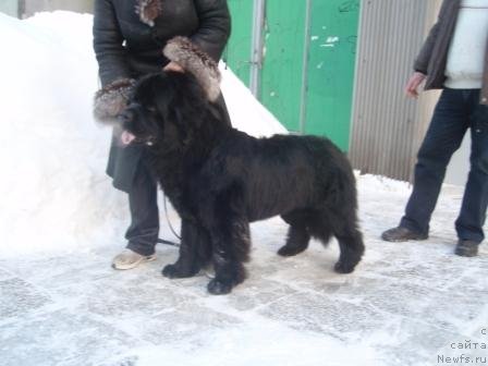 Фото: ньюфаундленд Ньюфорт Млечный Путь