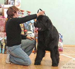 Фото: ньюфаундленд Шон О'Коннори Агент 007 (Shon O'Konnori Agent 007)