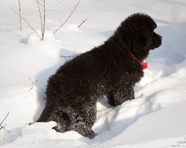 Фото: ньюфаундленд Особа Статная из Медвежьего Яра