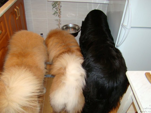 Фото: ньюфаундленд Сент Джонс Тендер Кисс оф Элли (Sent Djons Tender Kiss of Elly)