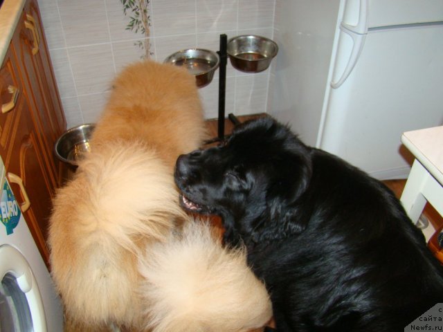 Фото: ньюфаундленд Сент Джонс Тендер Кисс оф Элли (Sent Djons Tender Kiss of Elly)