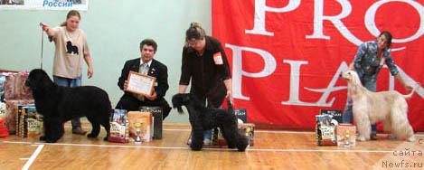 Фото: ньюфаундленд Juno vom Trieberg