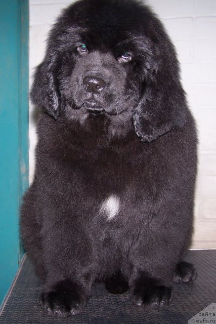 Фото: ньюфаундленд Акватория Келвин Плэй Стэйшн