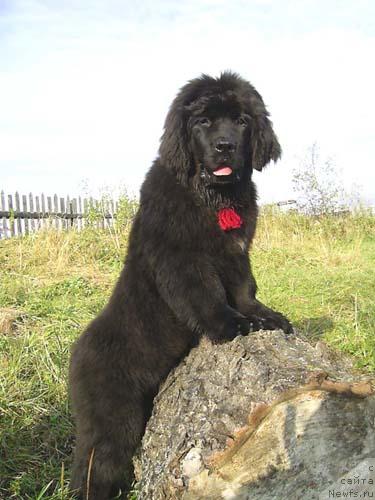 Фото: ньюфаундленд Арх Бьюти Окси Свет