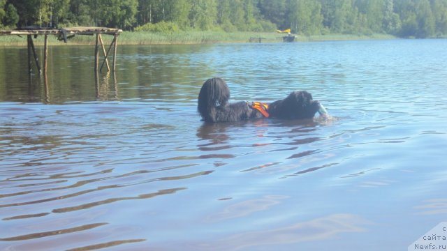 Фото: ньюфаундленд Милорд