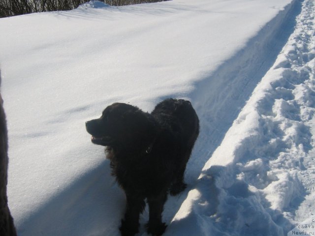 Фото: ньюфаундленд Первая Леди