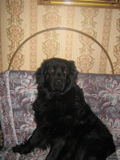 Фото: ньюфаундленд Первая Леди