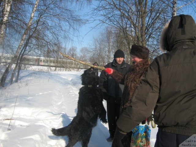 Фото: ньюфаундленд Первая Леди