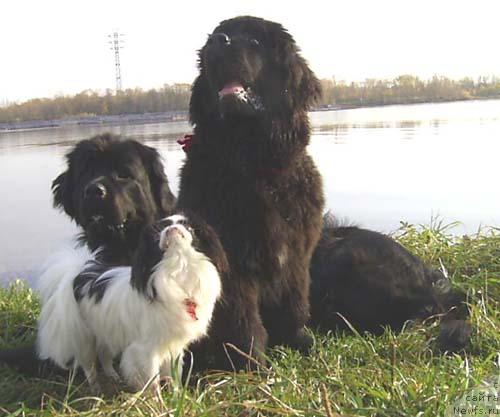 Фото: ньюфаундленд Чарующая Ночь от Марлеон Дусвик (Charuyuschaya Noch ot Marleon Dusvik), ньюфаундленд Арх Бьюти Окси Свет