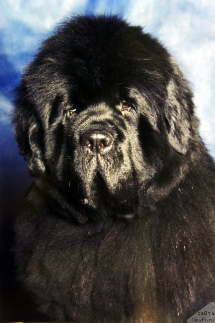 Фото: ньюфаундленд Смигар Нансен Неустрашимый (Smigar Nansen Neustrashimy)