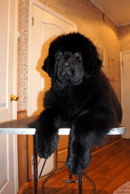 Фотография № 60078