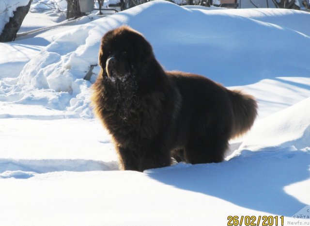 Фото: ньюфаундленд Командор из Медвежьего Яра