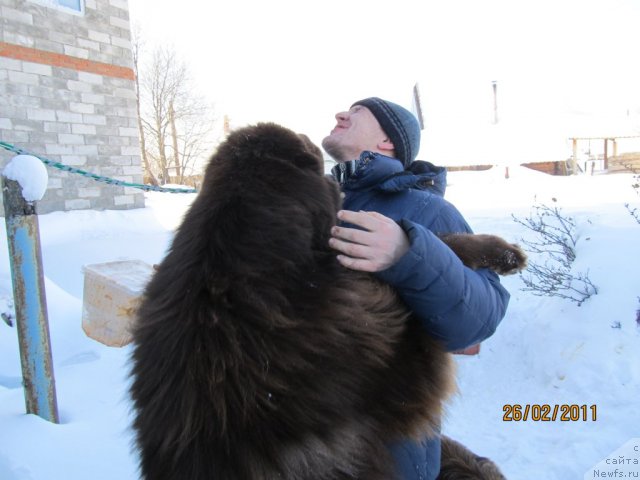 Фото: ньюфаундленд Командор из Медвежьего Яра, Алексей Нистратов