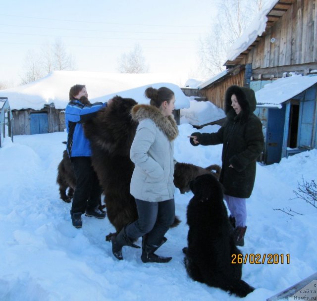 Фото: ньюфаундленд Их Высочество Владлена Маджикс, ньюфаундленд Командор из Медвежьего Яра, ньюфаундленд Кокетка от Чаннел из Медвежьего Яра, Наталья Гостюхина, Екатерина Плотникова, Ирина Нистратова