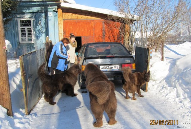 Фото: ньюфаундленд Командор из Медвежьего Яра, ньюфаундленд Кокетка от Чаннел из Медвежьего Яра, Марго, Екатерина Плотникова, Наталья Гостюхина