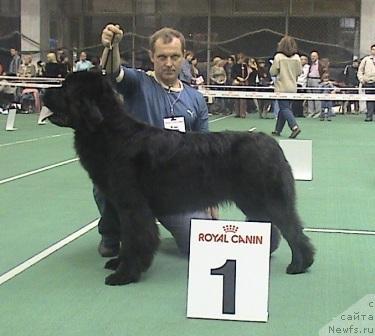 Фото: ньюфаундленд Плюшевая Панда Бархатная Роза (Plushevaya Panda Barhatnaya Roza)