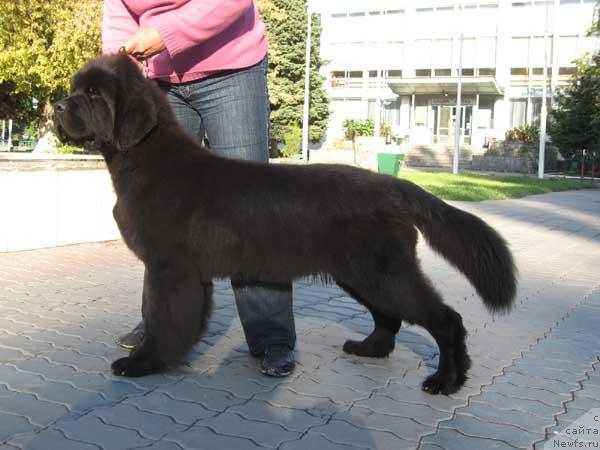 Фото: ньюфаундленд Винчес из Медвежьего Яра для Берега Дона (Vinces iz Medvejyego Yara Dlja Berega Dona)