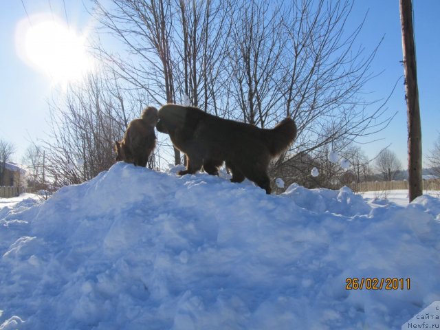 Фото: ньюфаундленд Командор из Медвежьего Яра, Марго