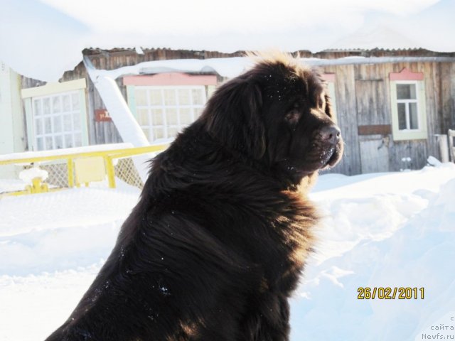 Фото: ньюфаундленд Кокетка от Чаннел из Медвежьего Яра