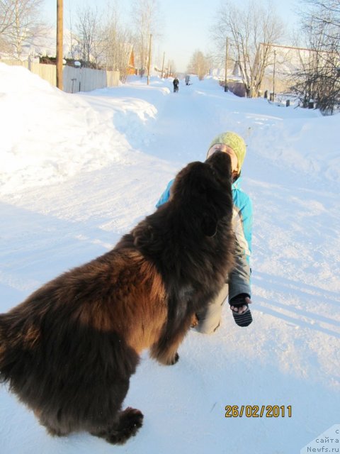Фото: ньюфаундленд Командор из Медвежьего Яра, Ирина Нистратова