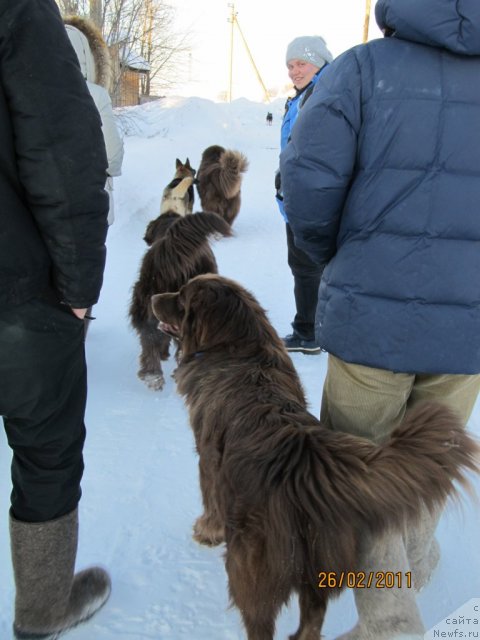 Фото: Даник, ньюфаундленд Кокетка от Чаннел из Медвежьего Яра, ньюфаундленд Командор из Медвежьего Яра, Наталья Гостюхина, Пегги