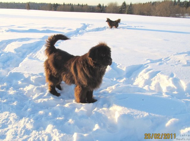 Фото: ньюфаундленд Кокетка от Чаннел из Медвежьего Яра, Маргоша