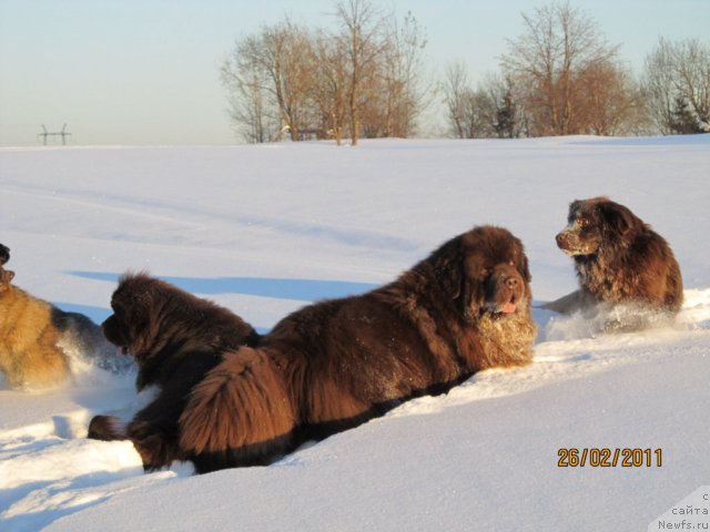 Фото: ньюфаундленд Командор из Медвежьего Яра, ньюфаундленд Кокетка от Чаннел из Медвежьего Яра, Данчик