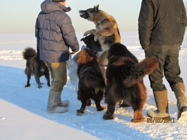 Фото: ньюфаундленд Командор из Медвежьего Яра, ньюфаундленд Кокетка от Чаннел из Медвежьего Яра, Марго, Даник, Пегги в полете