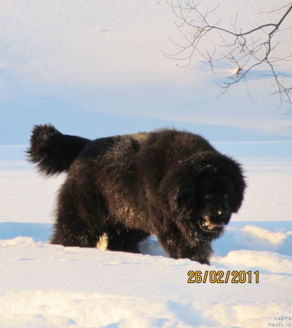 Фото: ньюфаундленд Их Высочество Владлена Маджикс