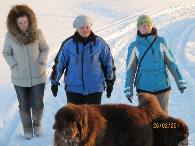 Фото: ньюфаундленд Командор из Медвежьего Яра, ньюфаундленд Кокетка от Чаннел из Медвежьего Яра, Екатерина Плотникова, Наталья Гостюхина, Ирина Нистратова
