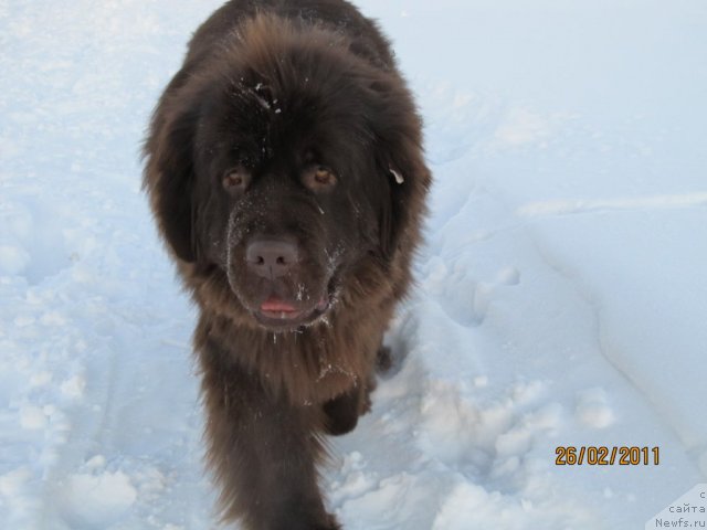 Фото: ньюфаундленд Кокетка от Чаннел из Медвежьего Яра