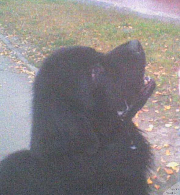 Фото: ньюфаундленд Супер Премиум Бумер