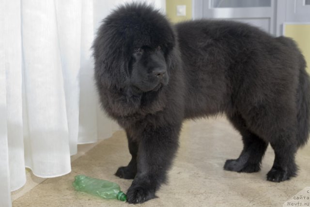 Фото: ньюфаундленд Смигар Го ту би зе Фест