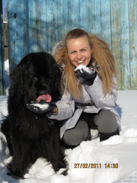 Фото: ньюфаундленд Алекс Диксон, Ольга Васильева