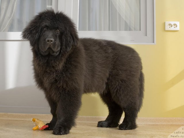 Фото: ньюфаундленд Смигар Го ту би зе Фест