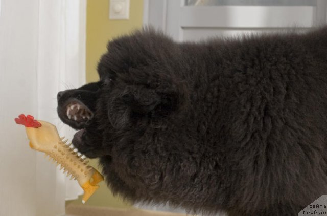 Фото: ньюфаундленд Смигар Го ту би зе Фест