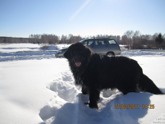 Фото: ньюфаундленд Алекс Диксон