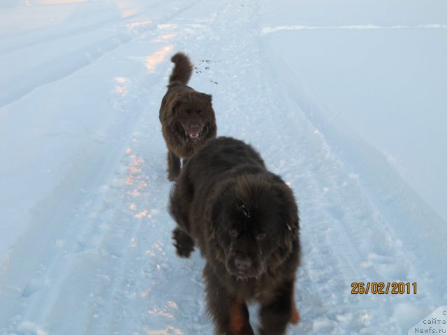 Фото: ньюфаундленд Кокетка от Чаннел из Медвежьего Яра, Даник