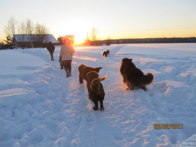 Фото: ньюфаундленд Их Высочество Владлена Маджикс, ньюфаундленд Командор из Медвежьего Яра, ньюфаундленд Кокетка от Чаннел из Медвежьего Яра, Маргоша, Даник, Алексей Нистратов, Екатерина Плотникова