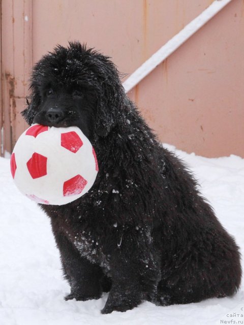 Фото: ньюфаундленд Славянка с Берега Дона (Slavjanka s Berega Dona)