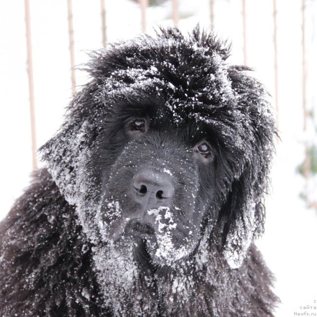 Фото: ньюфаундленд Славянка с Берега Дона (Slavjanka s Berega Dona)