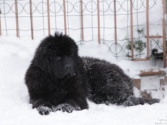 Фото: ньюфаундленд Сентябрина с Берега Дона (Sentyabrina s Berega Dona)